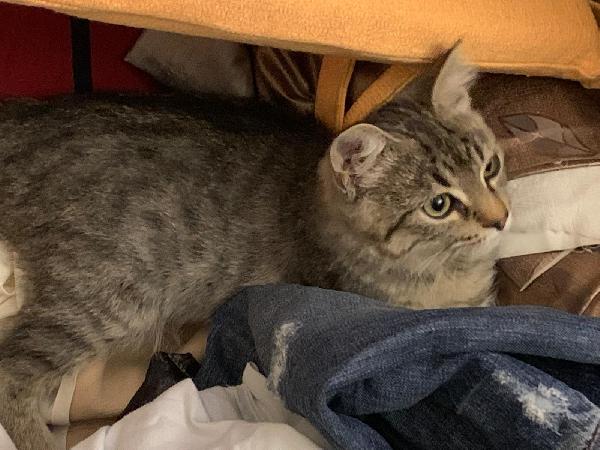 Una mamma per il dolcissimo Loki! Foto 2